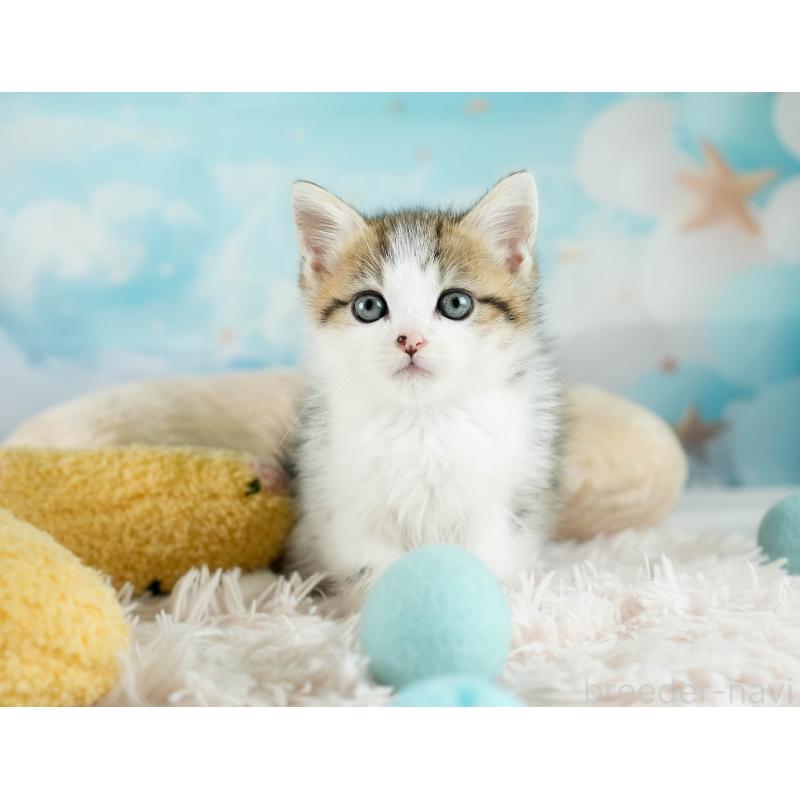 販売中の埼玉県のミヌエット-131743の3枚目