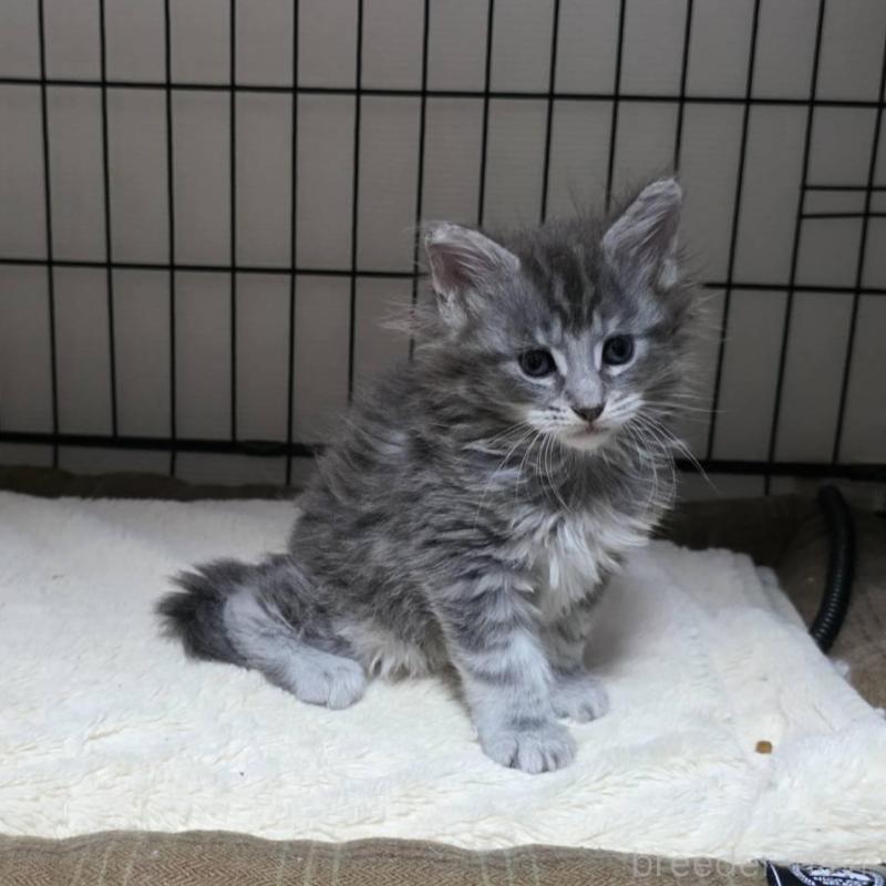 販売中の三重県のメインクーン-131744の6枚目