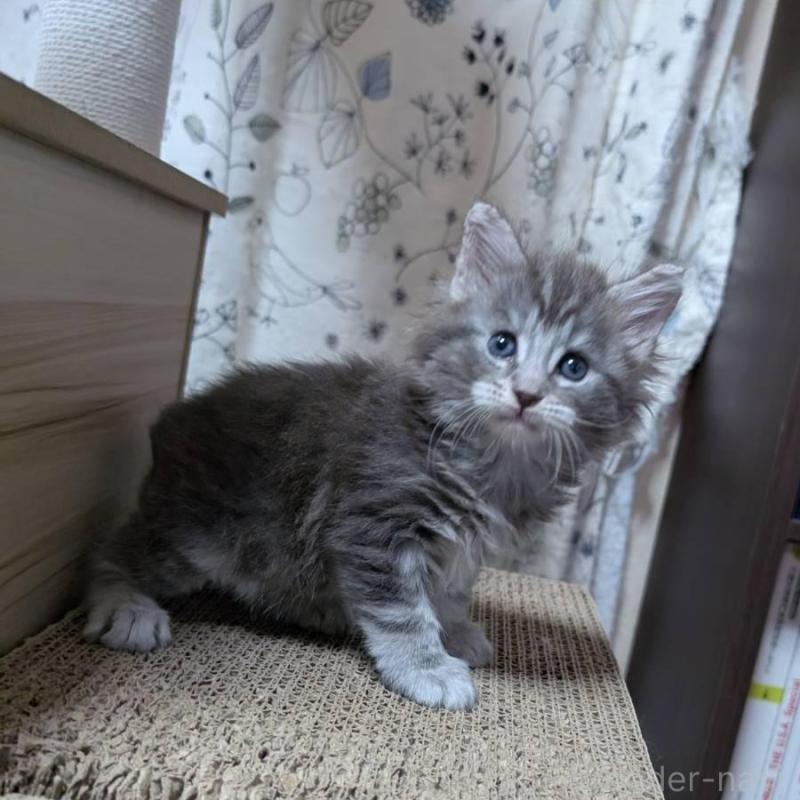 販売中の三重県のメインクーン-131744の5枚目