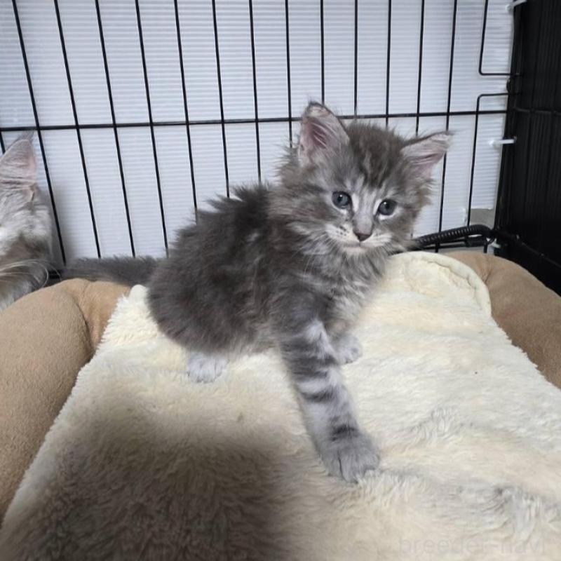 販売中の三重県のメインクーン-131744の4枚目