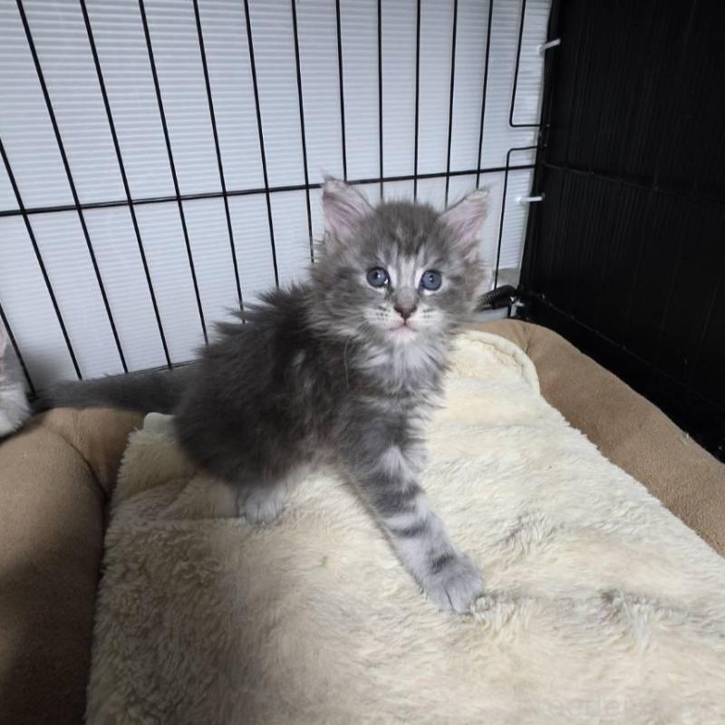 販売中の三重県のメインクーン-131744の3枚目