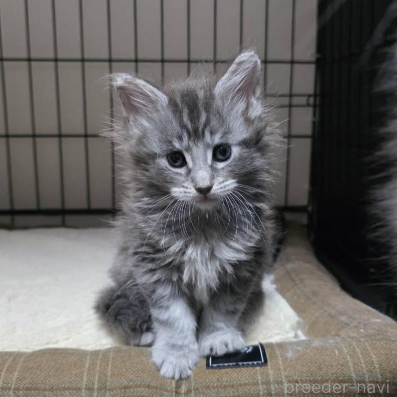 販売中の三重県のメインクーン-131744の2枚目