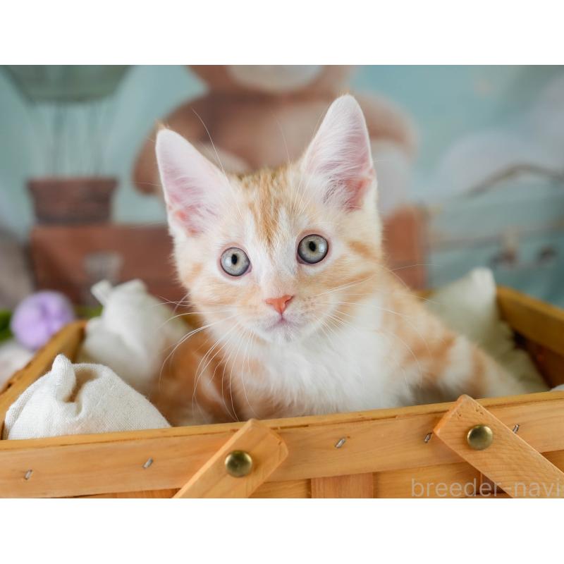 販売中の埼玉県のマンチカン-131745の10枚目