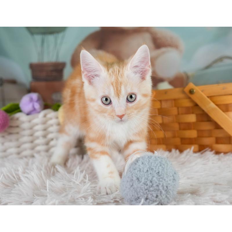 販売中の埼玉県のマンチカン-131745の9枚目