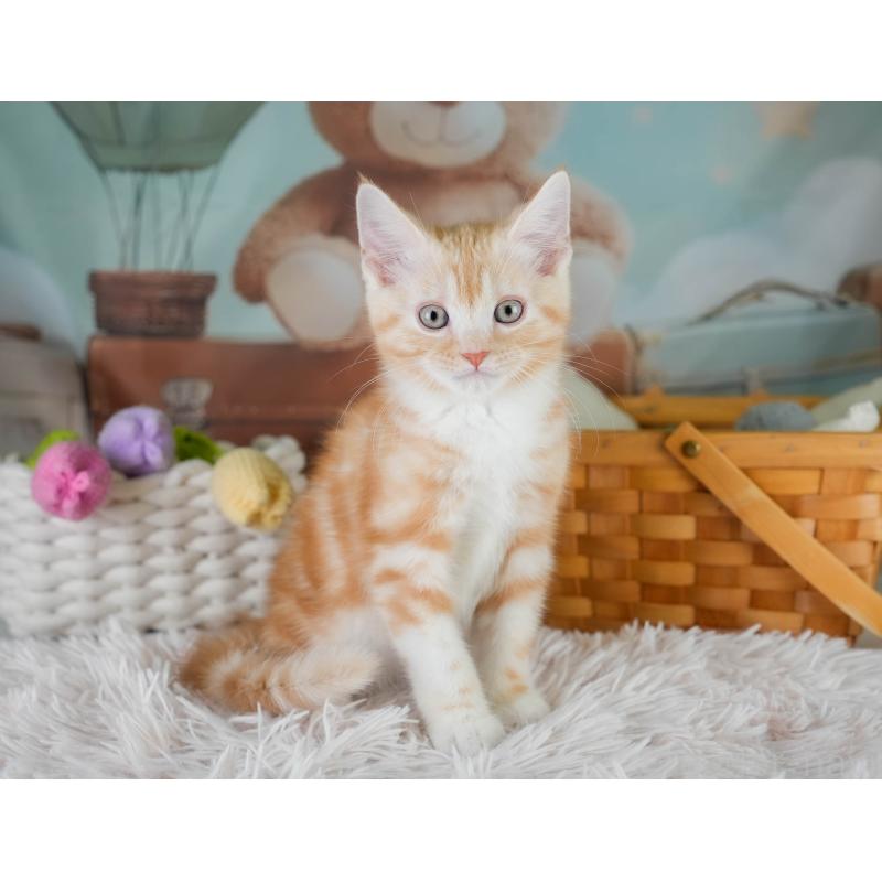 販売中の埼玉県のマンチカン-131745の8枚目