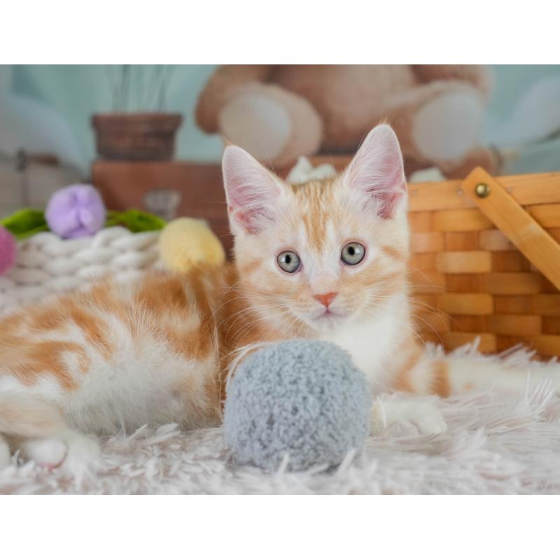 販売中の埼玉県のマンチカン-131745の4枚目