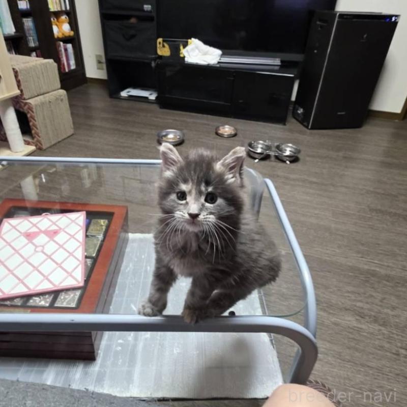 販売中の三重県のメインクーン-131746の5枚目