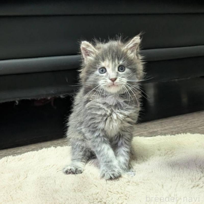 販売中の三重県のメインクーン-131746の4枚目