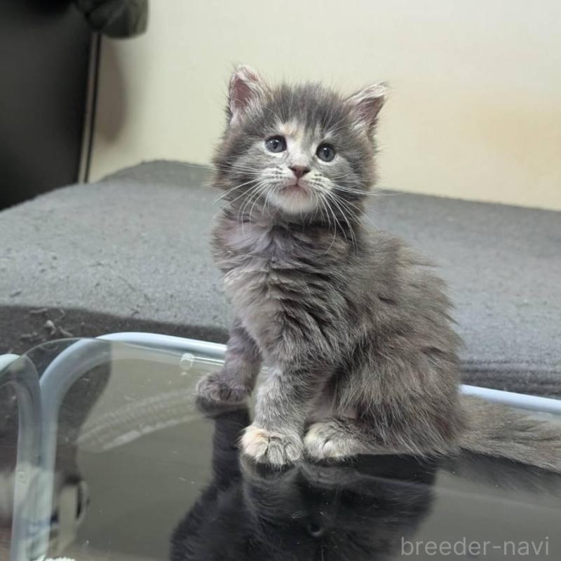 販売中の三重県のメインクーン-131746の3枚目