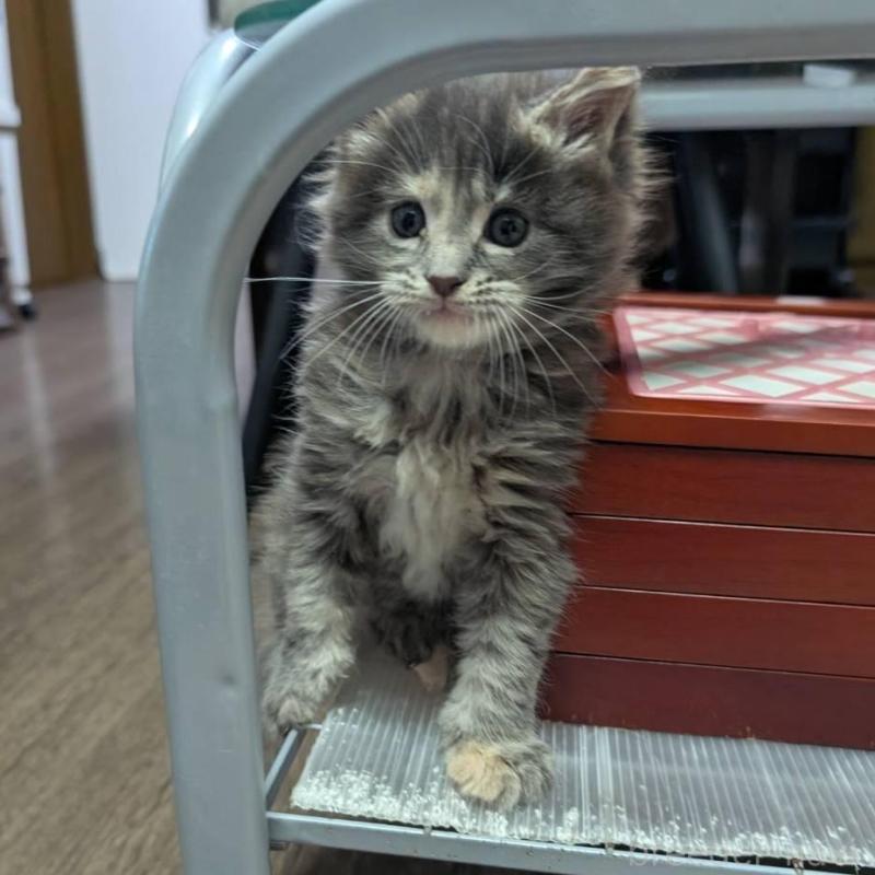 販売中の三重県のメインクーン-131746の2枚目