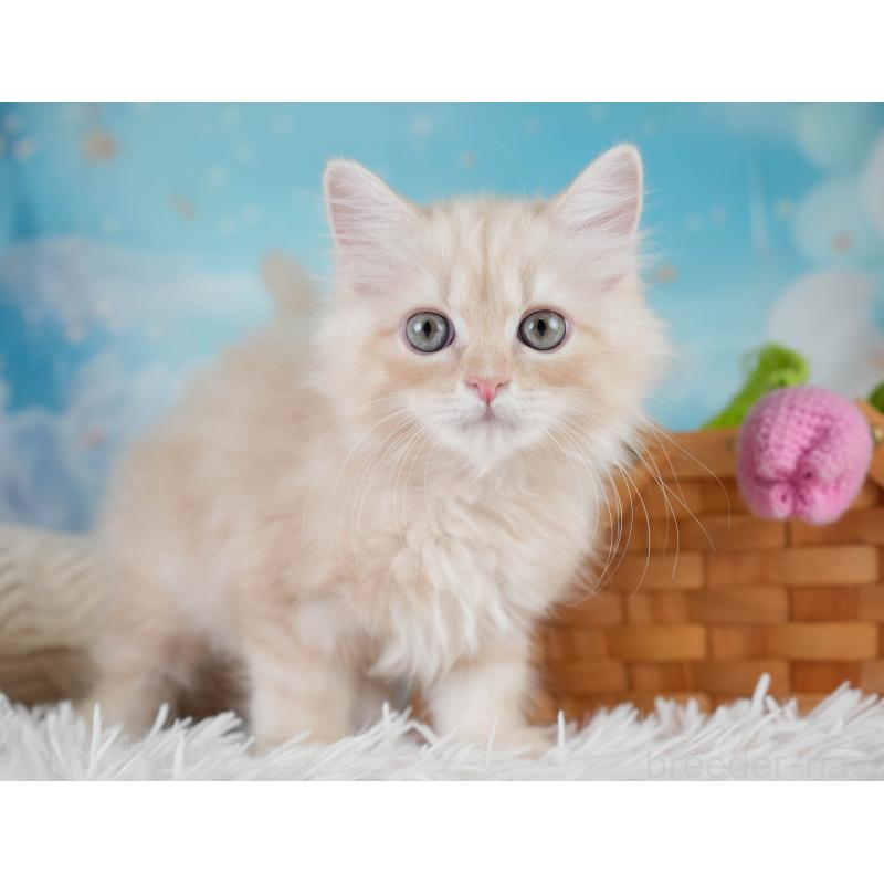 販売中の埼玉県のミヌエット-131747の10枚目