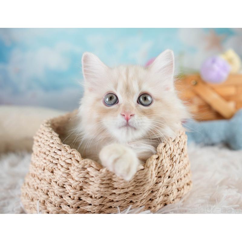 販売中の埼玉県のミヌエット-131747の9枚目