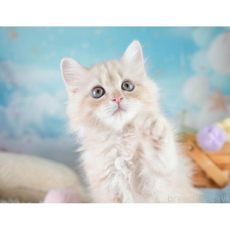 販売中の埼玉県のミヌエット-131747の8枚目