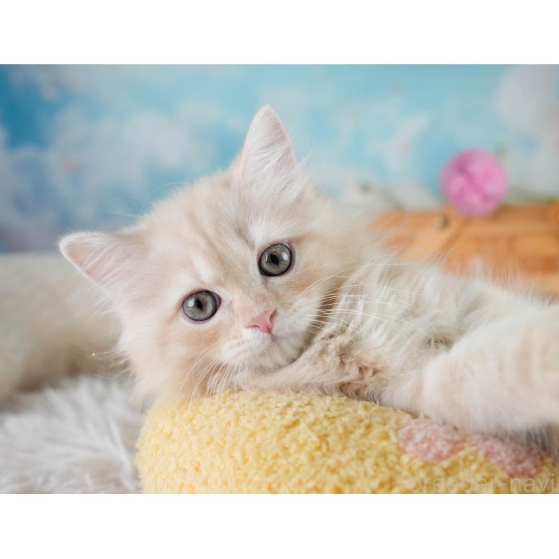 販売中の埼玉県のミヌエット-131747の7枚目