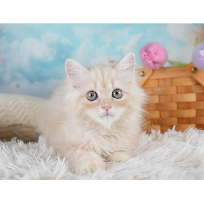 販売中の埼玉県のミヌエット-131747の6枚目