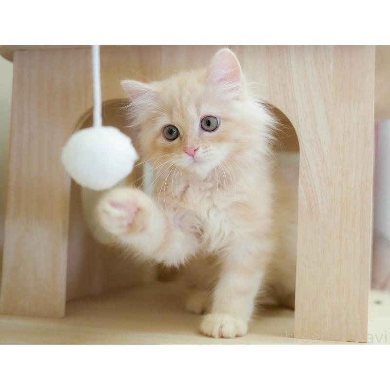 販売中の埼玉県のミヌエット-131747の5枚目