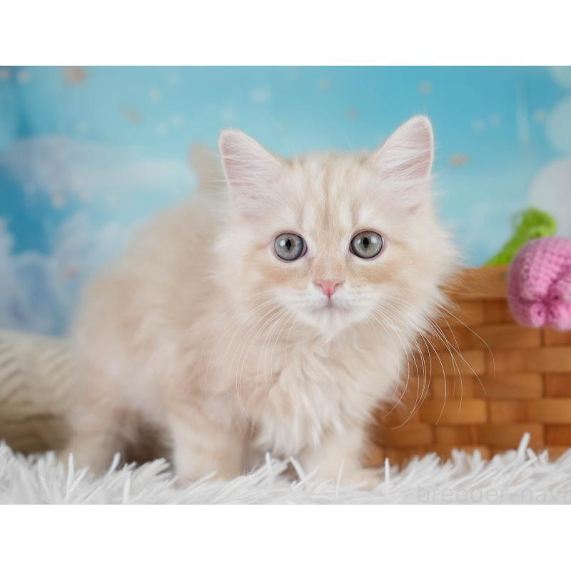 販売中の埼玉県のミヌエット-131747の4枚目