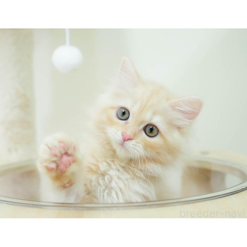 販売中の埼玉県のミヌエット-131747の3枚目