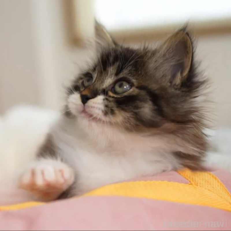 販売中の大阪府のサイベリアン-131748の7枚目