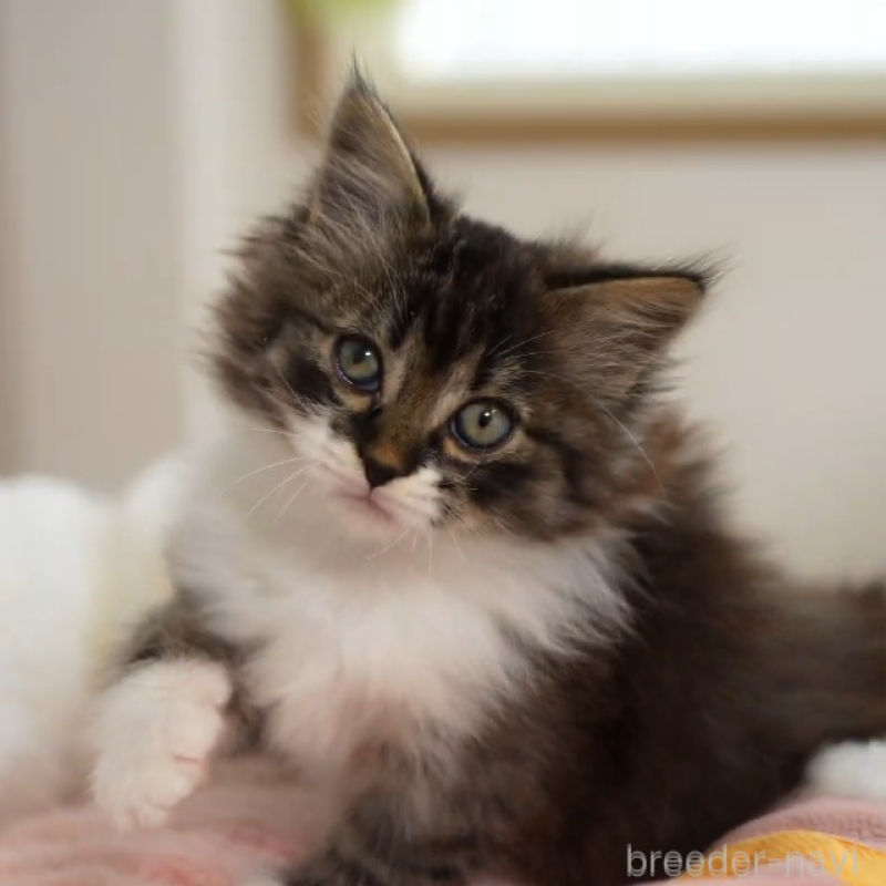 販売中の大阪府のサイベリアン-131748の6枚目