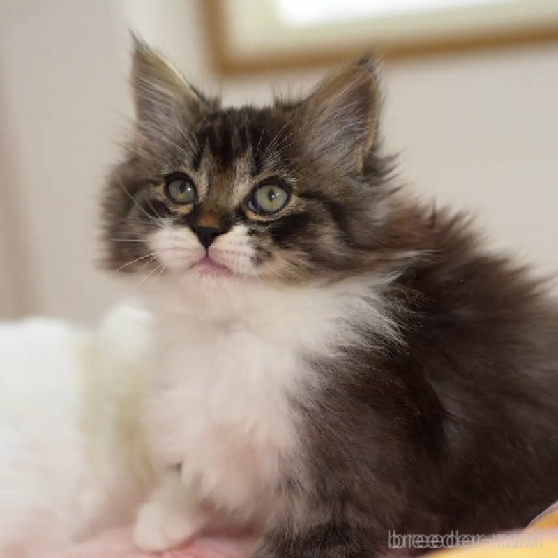 販売中の大阪府のサイベリアン-131748の5枚目