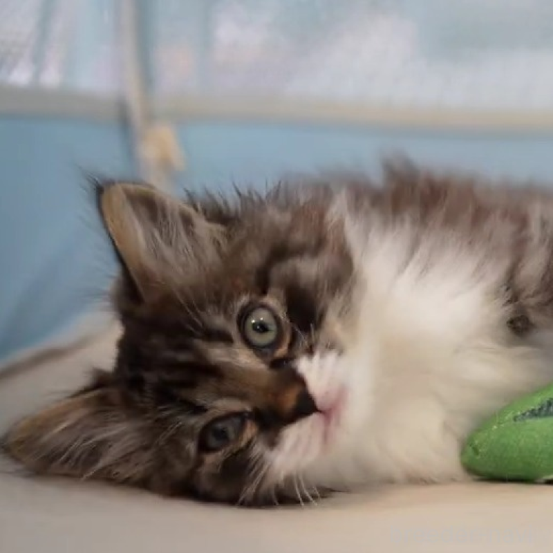 販売中の大阪府のサイベリアン-131748の4枚目