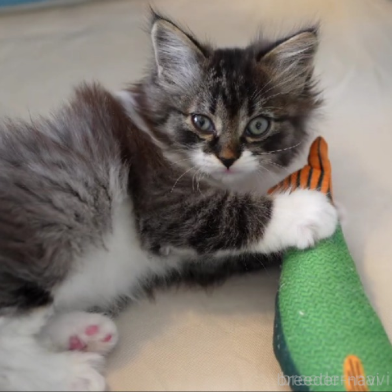 販売中の大阪府のサイベリアン-131748の2枚目