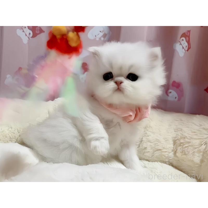 販売中の愛媛県のペルシャ(チンチラ)-131749の4枚目