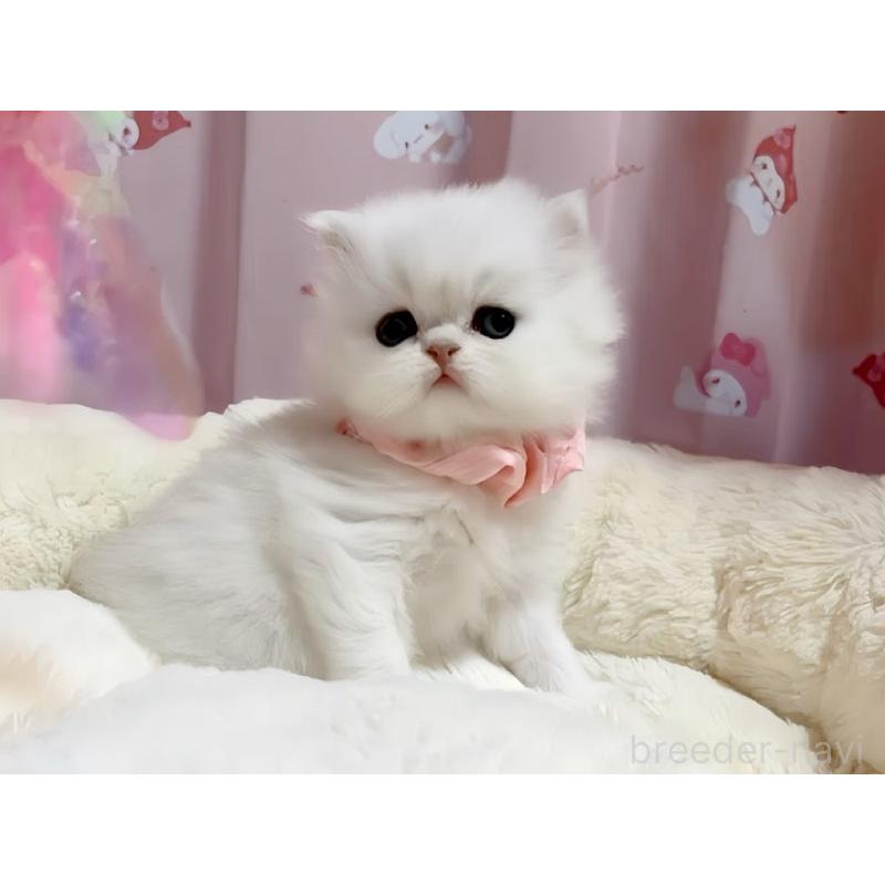 販売中の愛媛県のペルシャ(チンチラ)-131749の2枚目