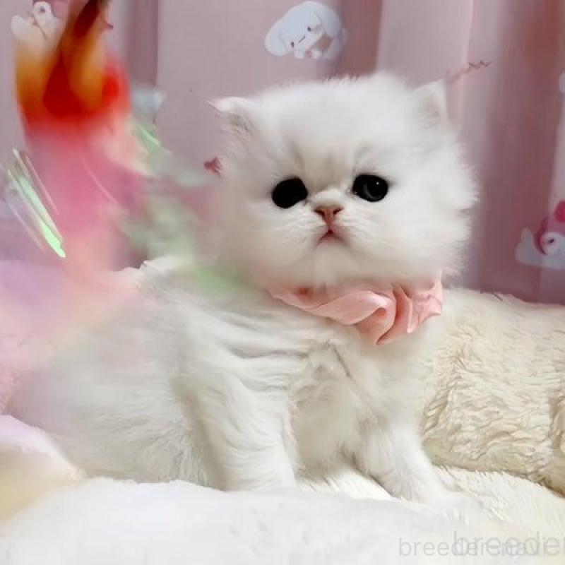 販売中の愛媛県のペルシャ(チンチラ)-131749