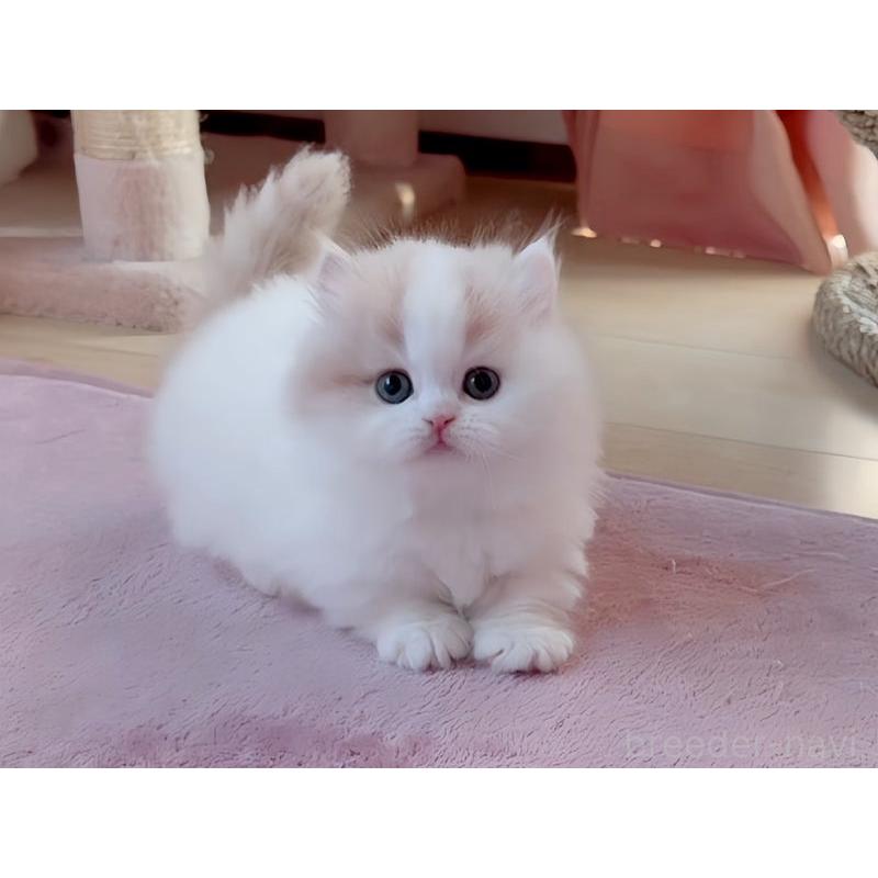 販売中の愛媛県のミヌエット(短足)-131750の6枚目