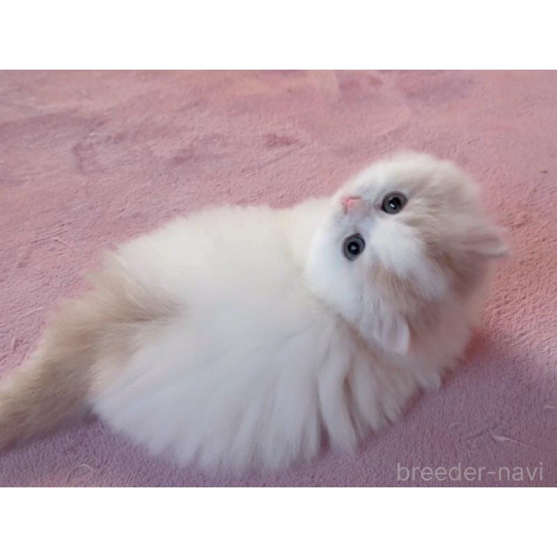 販売中の愛媛県のミヌエット(短足)-131750の3枚目