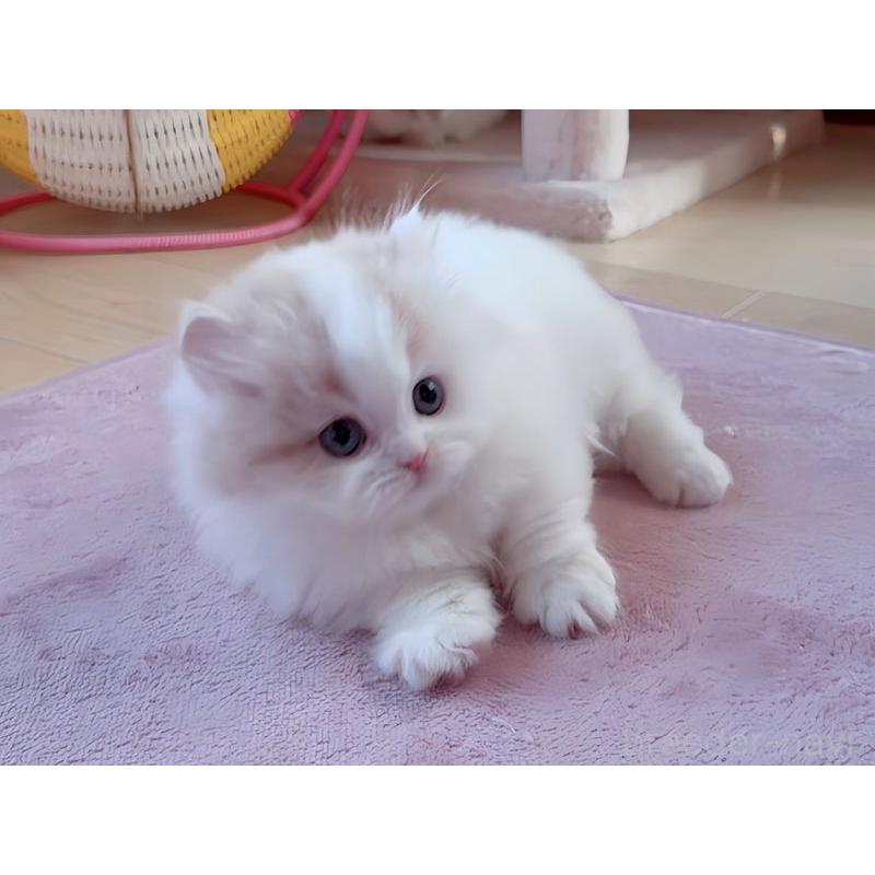 販売中の愛媛県のミヌエット(短足)-131750の4枚目