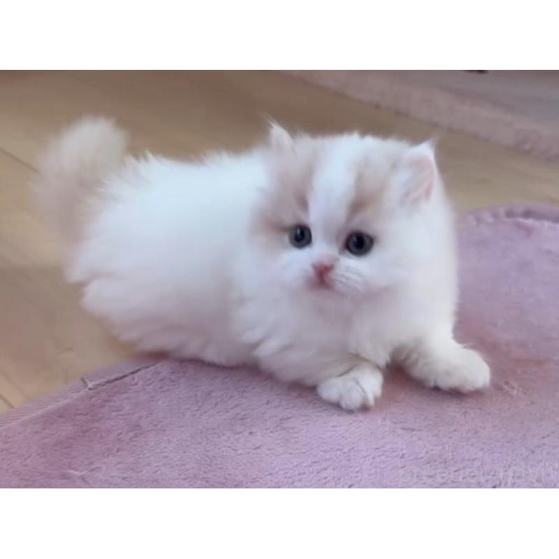 販売中の愛媛県のミヌエット(短足)-131750の2枚目