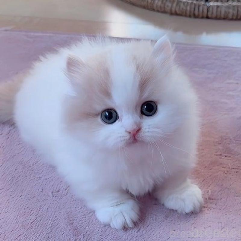 販売中の愛媛県のミヌエット(短足)-131750