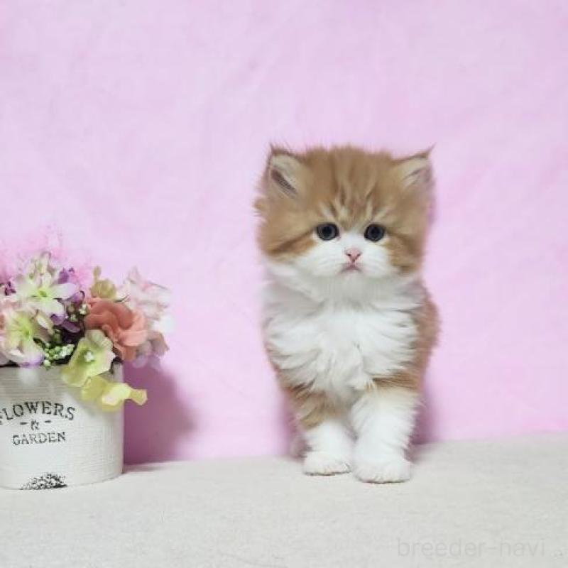 販売中の群馬県のミヌエット-131751の6枚目