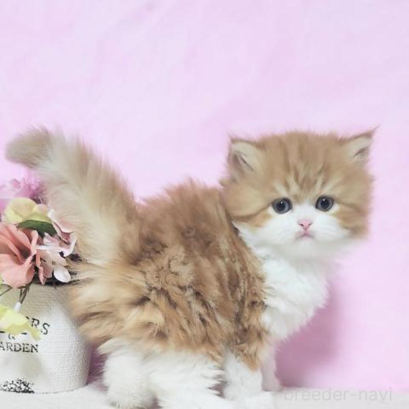 販売中の群馬県のミヌエット-131751の4枚目