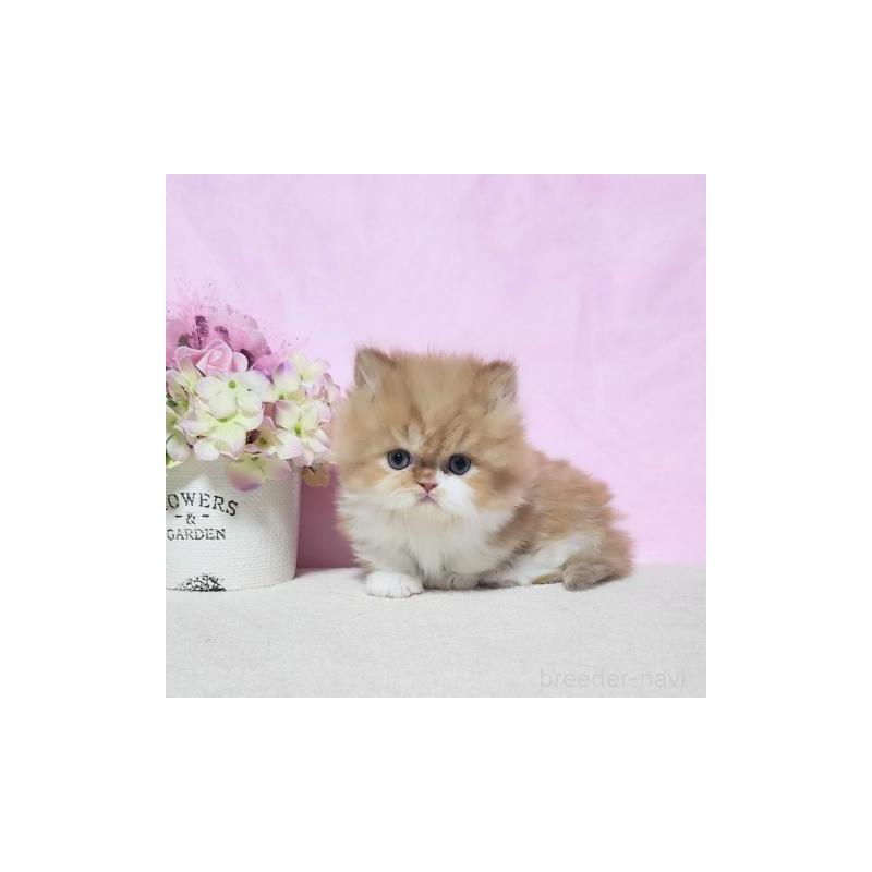 販売中の群馬県のミヌエット(短足)-131752の5枚目