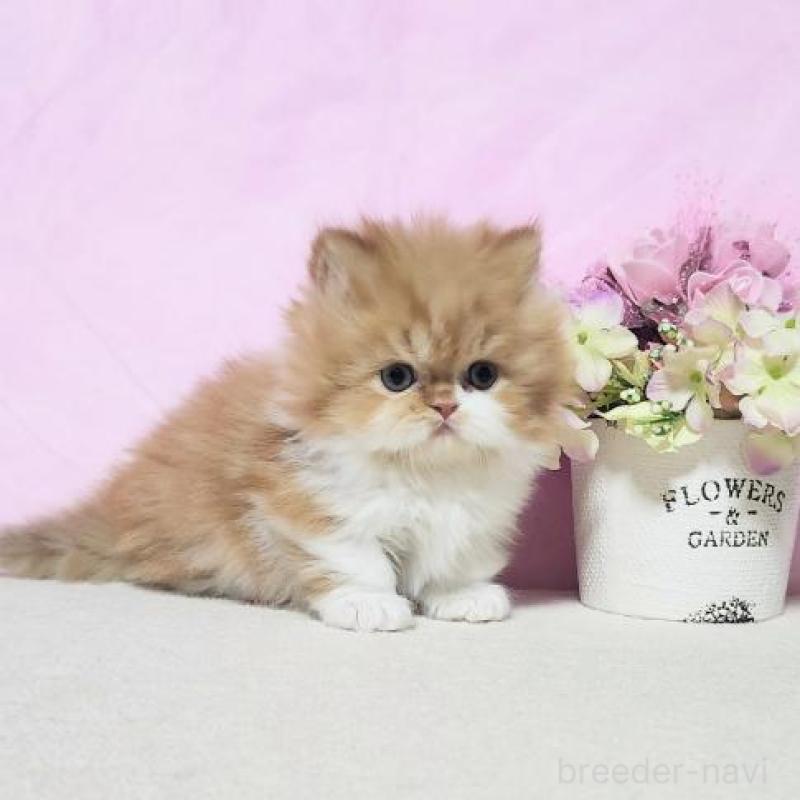 販売中の群馬県のミヌエット(短足)-131752の2枚目