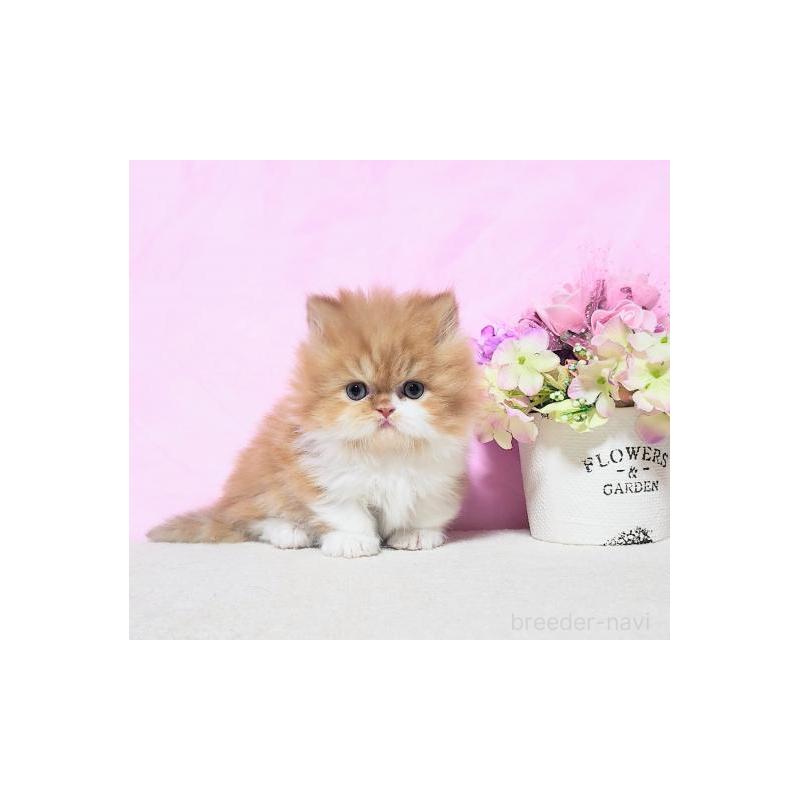 販売中の群馬県のミヌエット(短足)-131752の3枚目