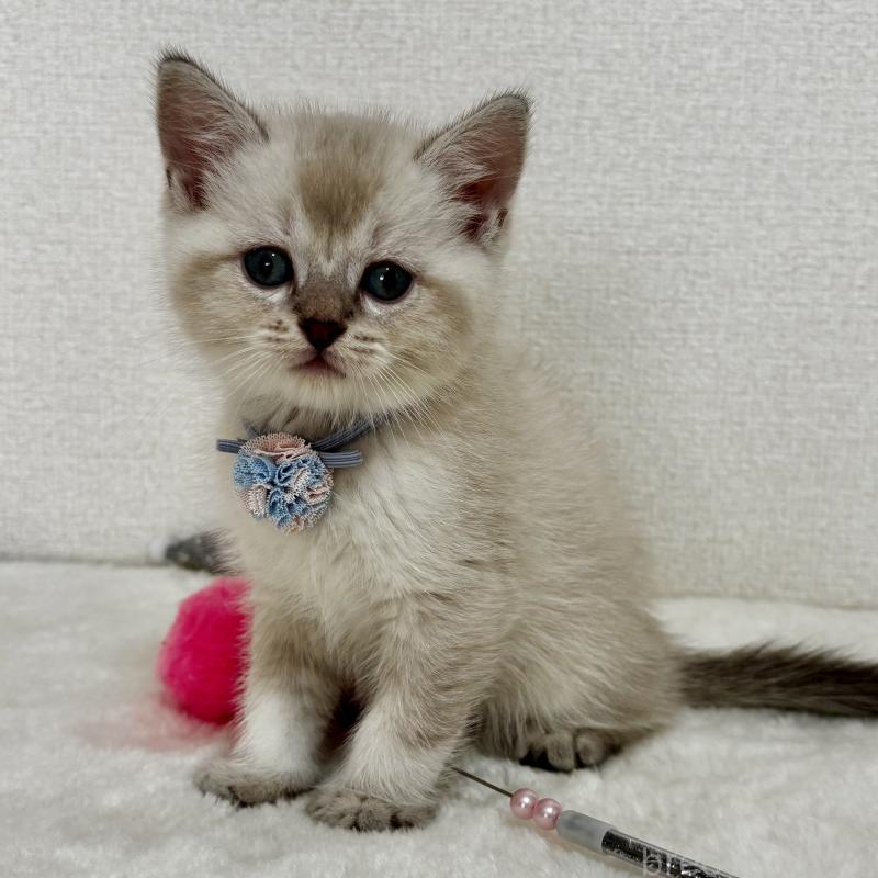 販売中の埼玉県のマンチカン-129010