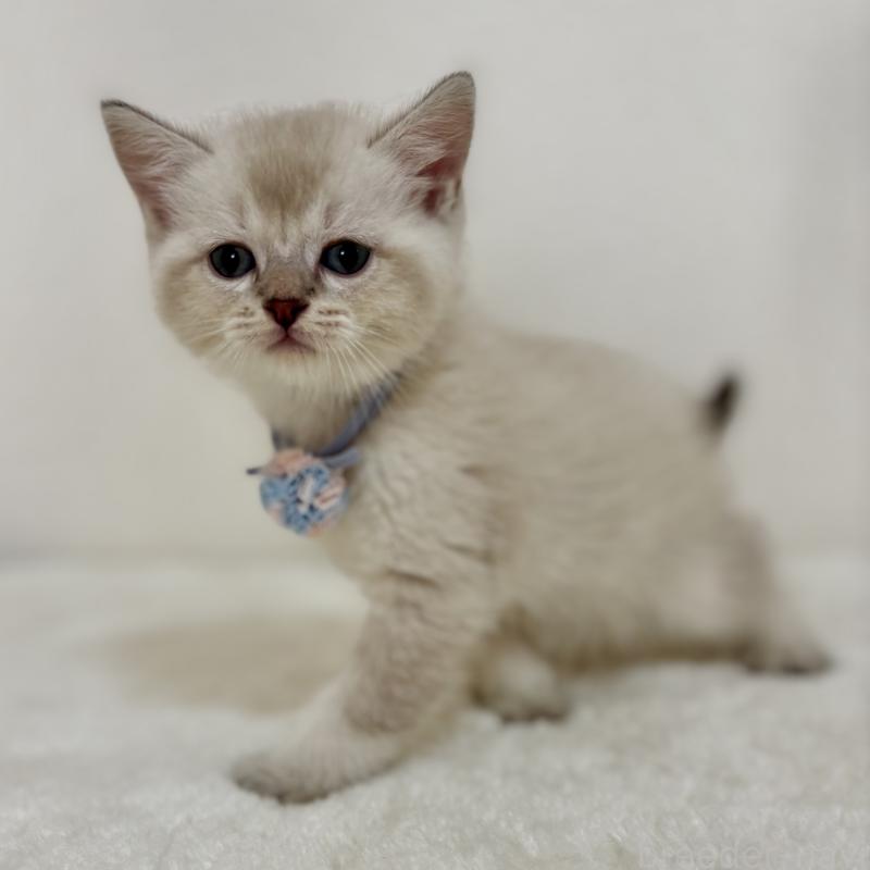 販売中の埼玉県のマンチカン-129010の5枚目