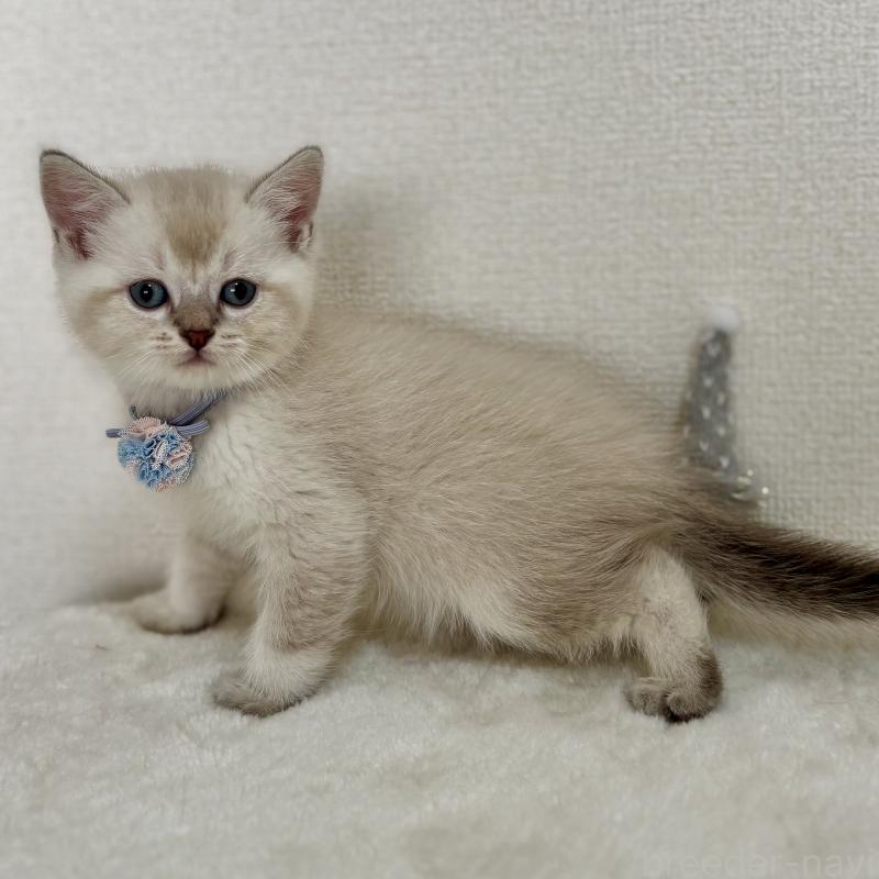 販売中の埼玉県のマンチカン-129010の4枚目