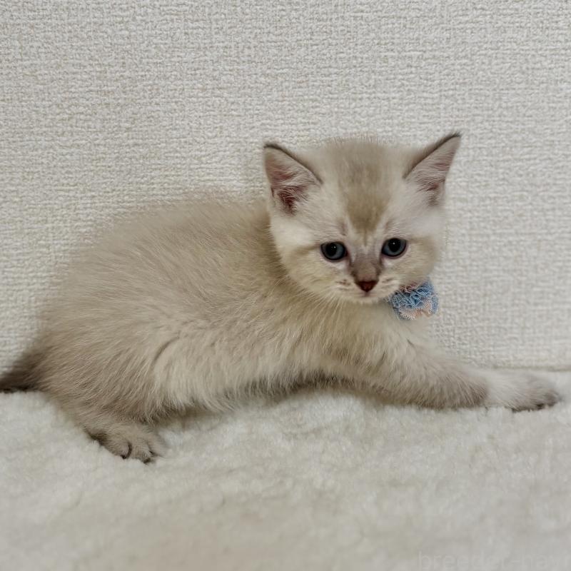 販売中の埼玉県のマンチカン-129010の3枚目