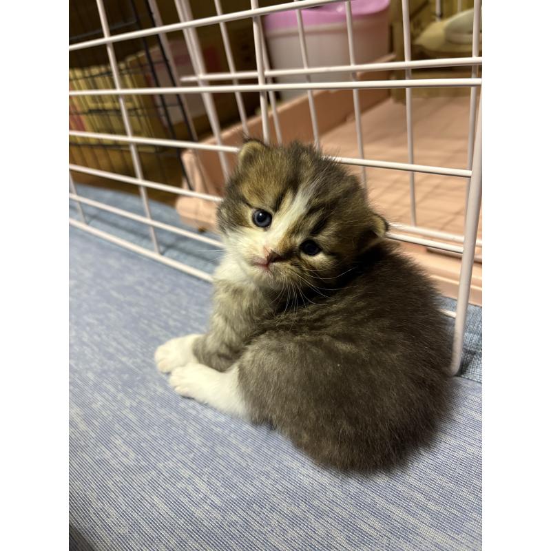 販売中の宮城県のスコティッシュフォールド-129852の4枚目