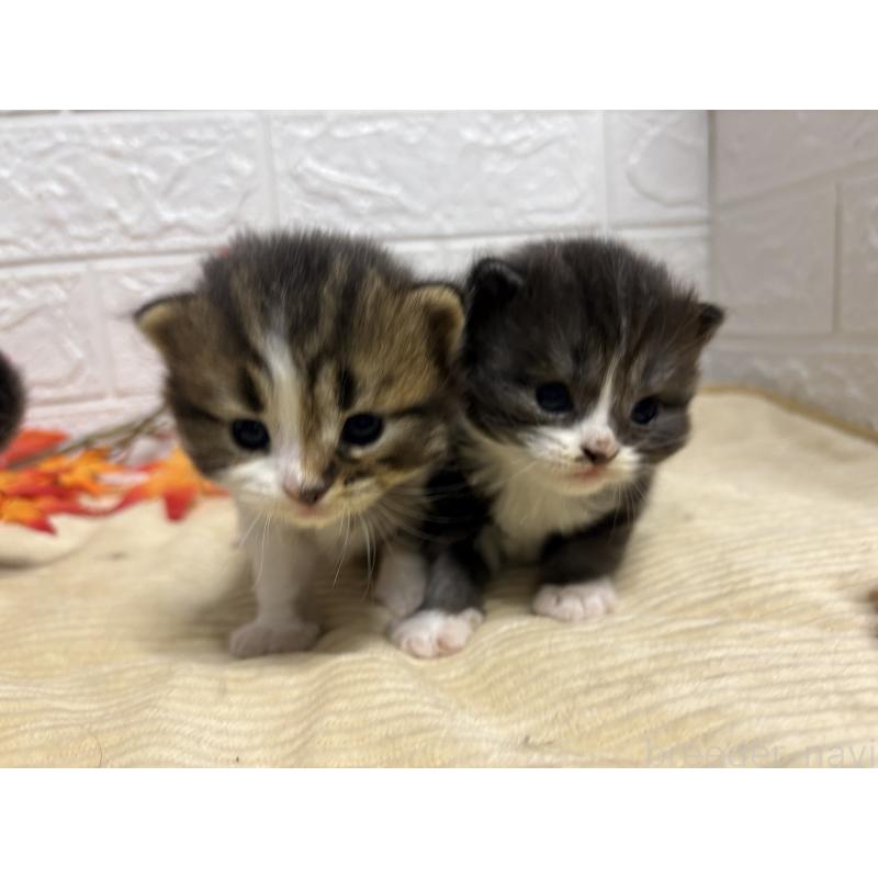 販売中の宮城県のスコティッシュフォールド-129852の3枚目