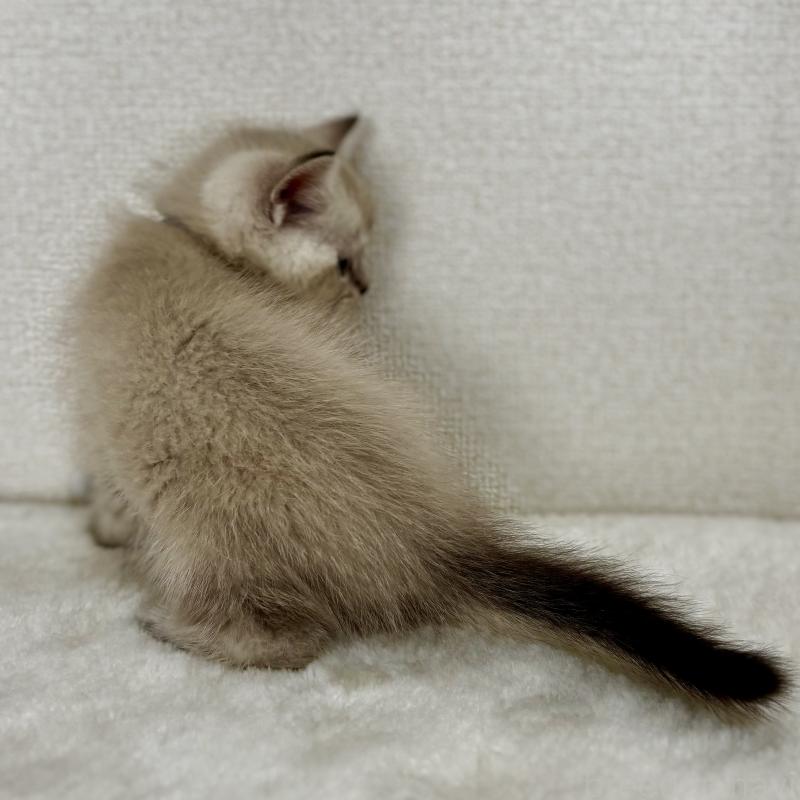 販売中の埼玉県のマンチカン-129010の2枚目