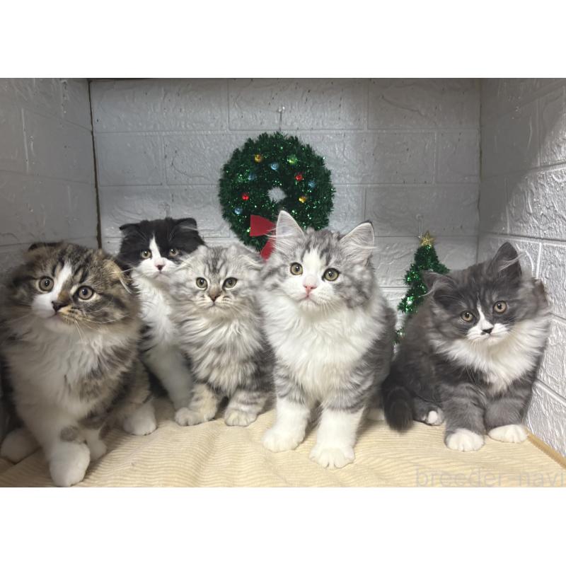 販売中の宮城県のスコティッシュフォールド-129858の7枚目