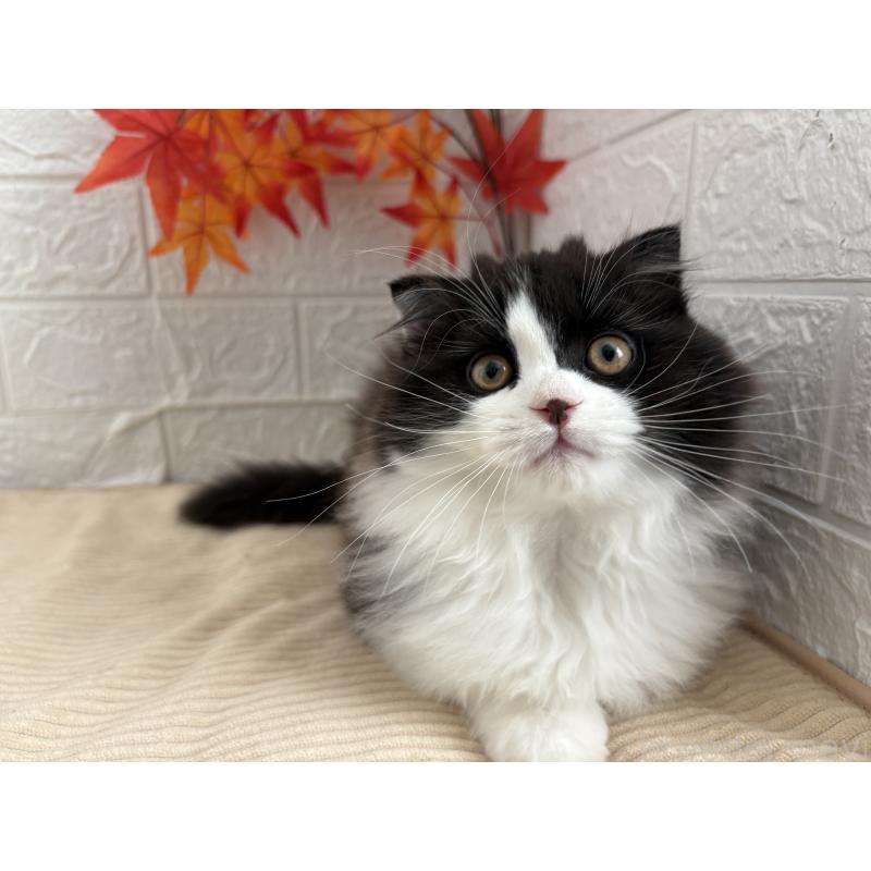 販売中の宮城県のスコティッシュフォールド-129858の6枚目