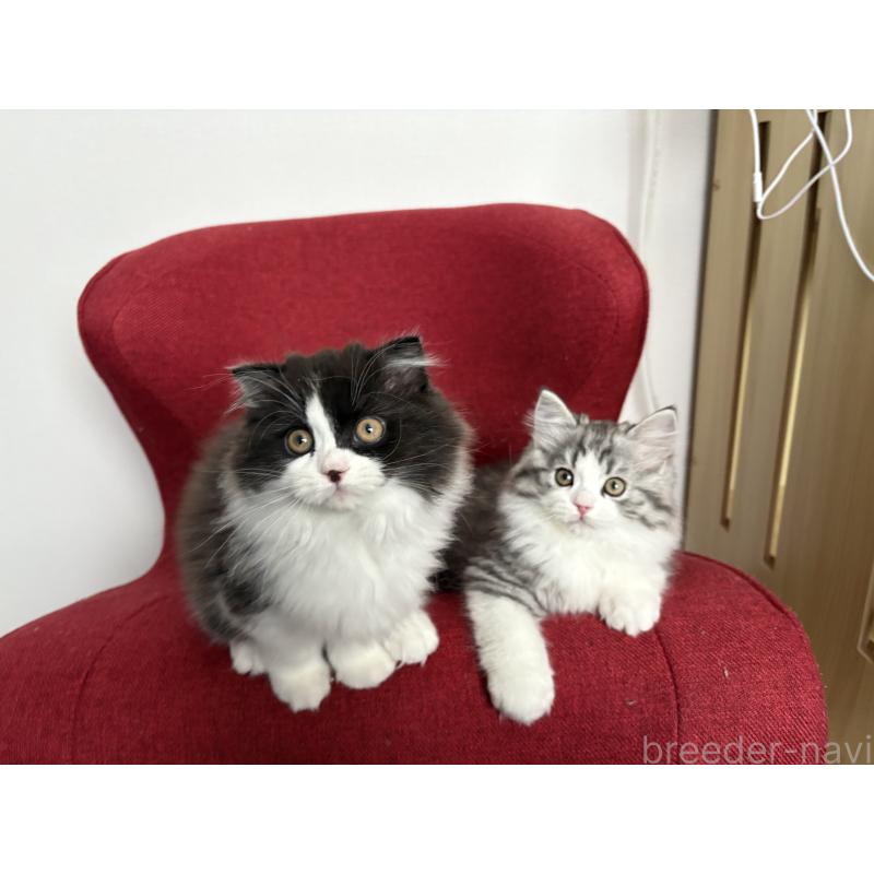 販売中の宮城県のスコティッシュフォールド-129858の5枚目